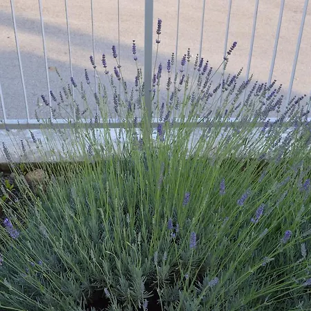 דירה Lavanda טרוגיר
