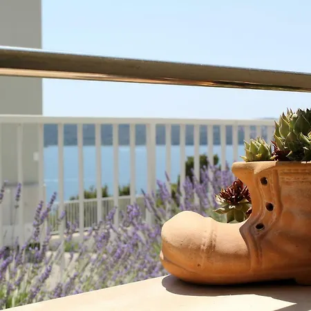 Lavanda טרוגיר